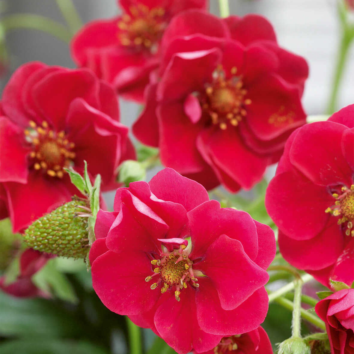 Rosen-Erdbeere (Fragaria) 'Summer Breeze' in verschiedenen Blütenfarben, immertragend