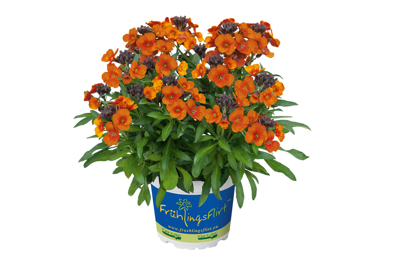 Goldlack (Erysimum cheiri) ' Rysi™ in verschiedenen Farben