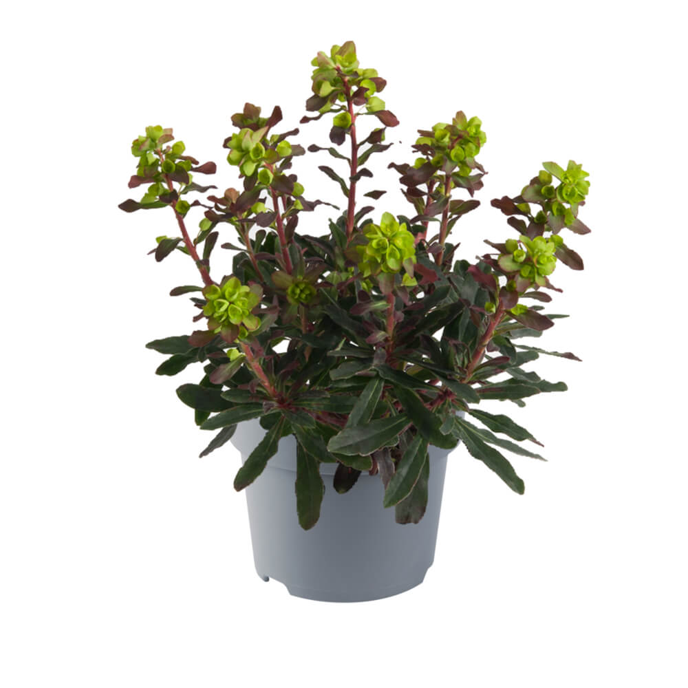 Mandelblättrige Wolfsmilch (Euphorbia amygdaloides) 'Purpurea' T12 - winterhart