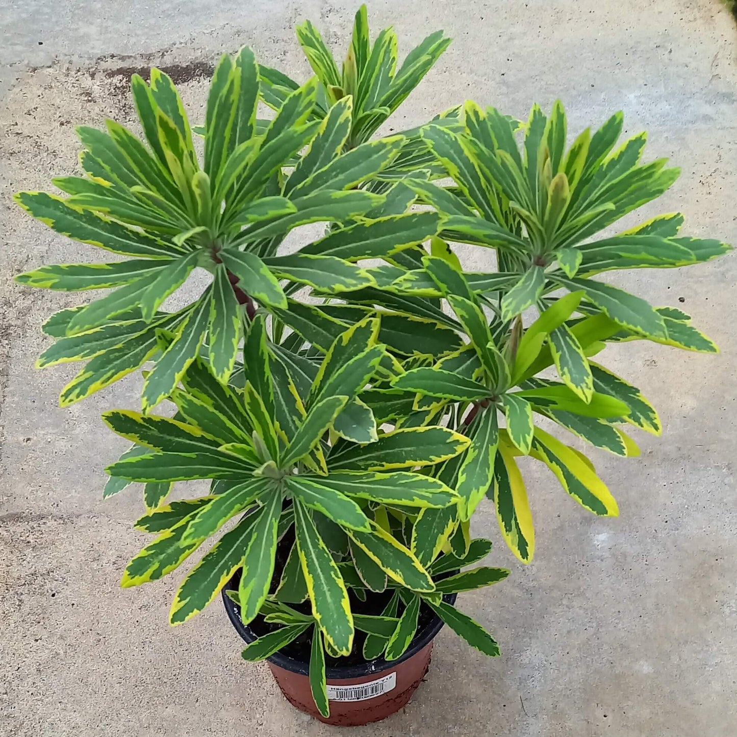 Mandelblättrige Wolfsmilch (Euphorbia amygdaloides) 'Ascot Rainbow' T12 - winterhart