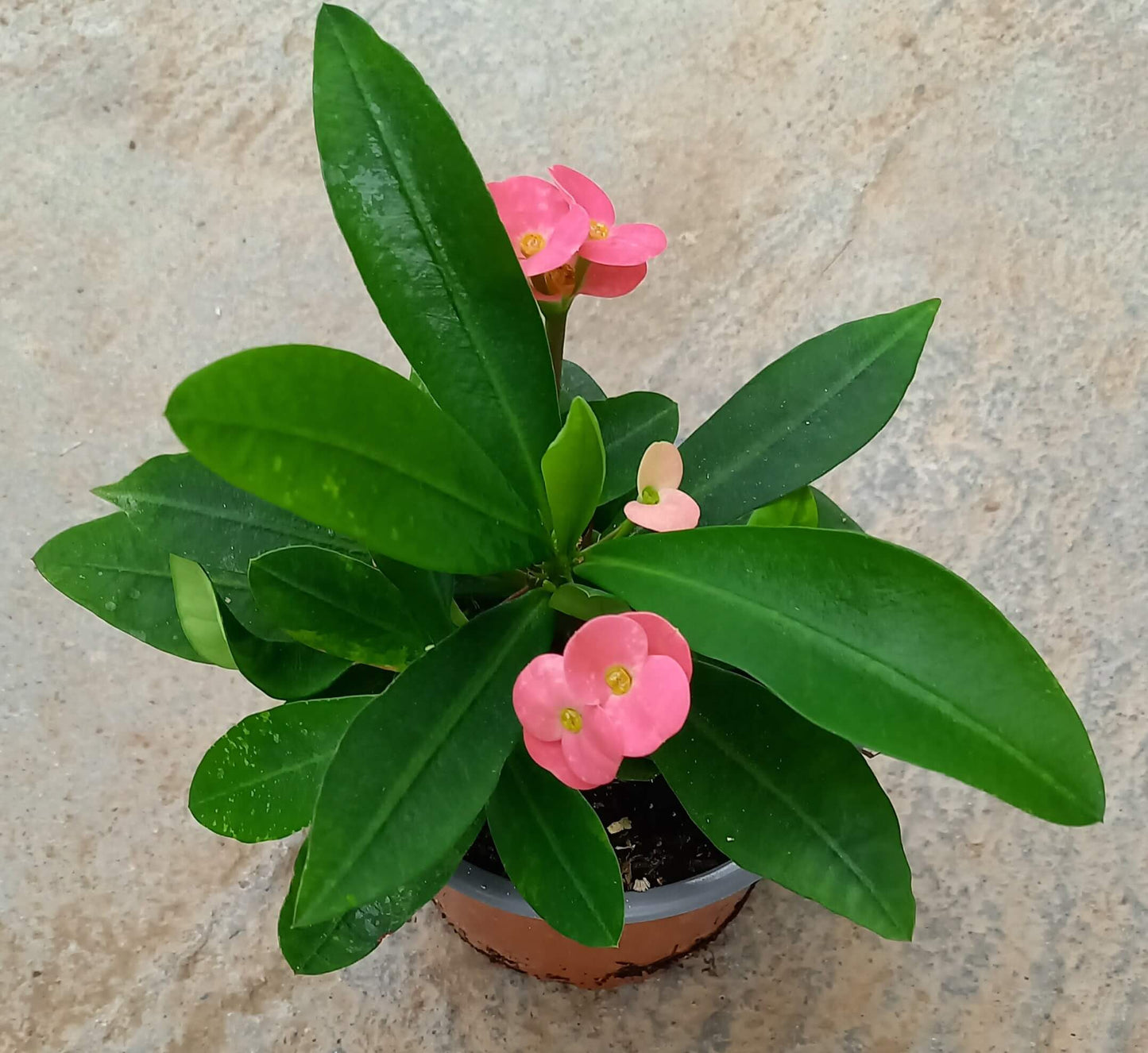 Euphorbia 'Hot Milii' rosa T11