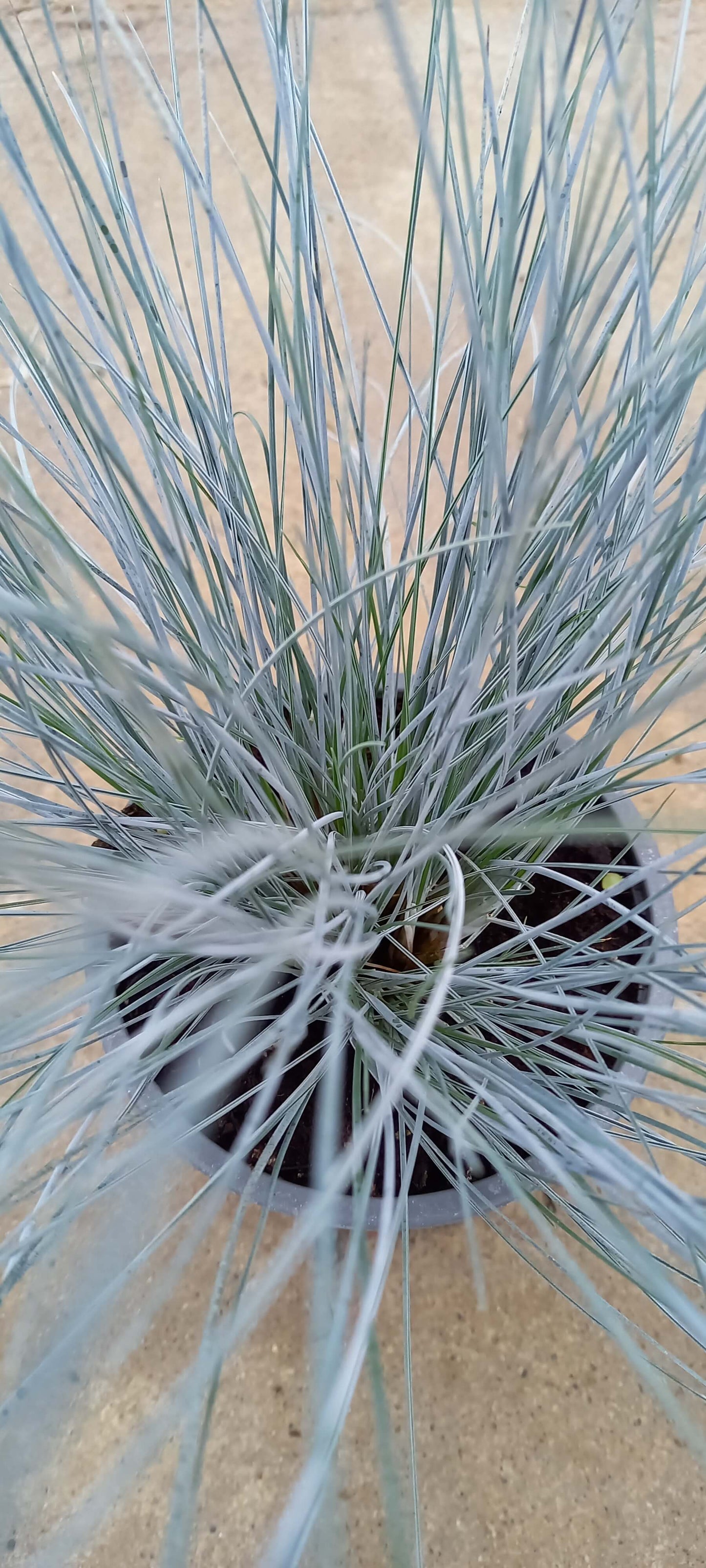 Blauschwingel (Festuca glauca) 'Easy Blue' T12 - winterhart