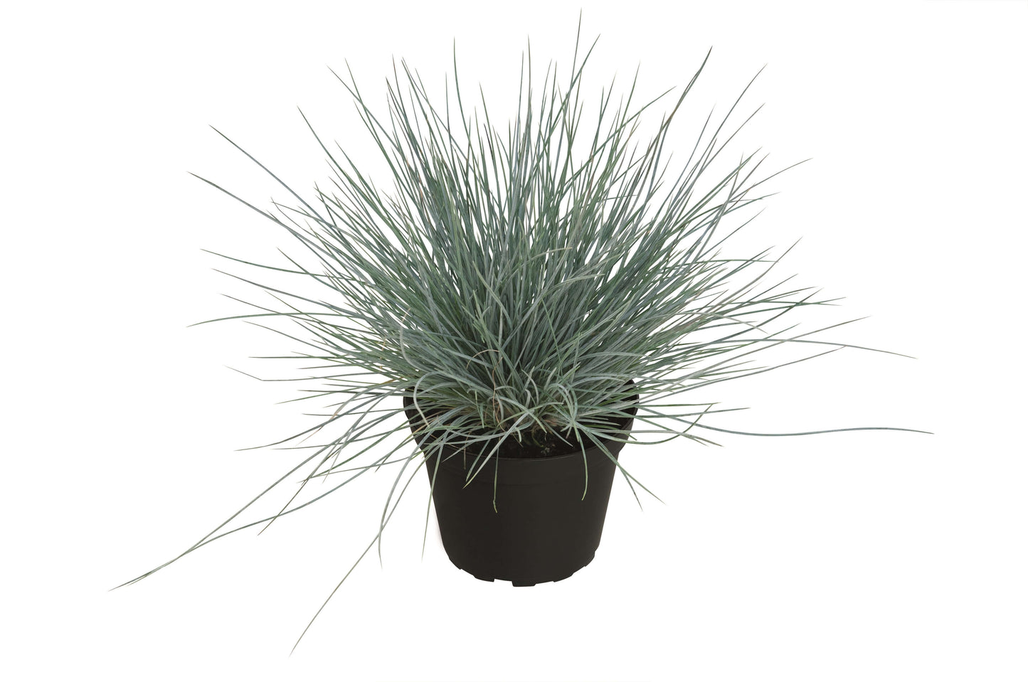 Blauschwingel (Festuca glauca) 'Easy Blue' T12 - winterhart