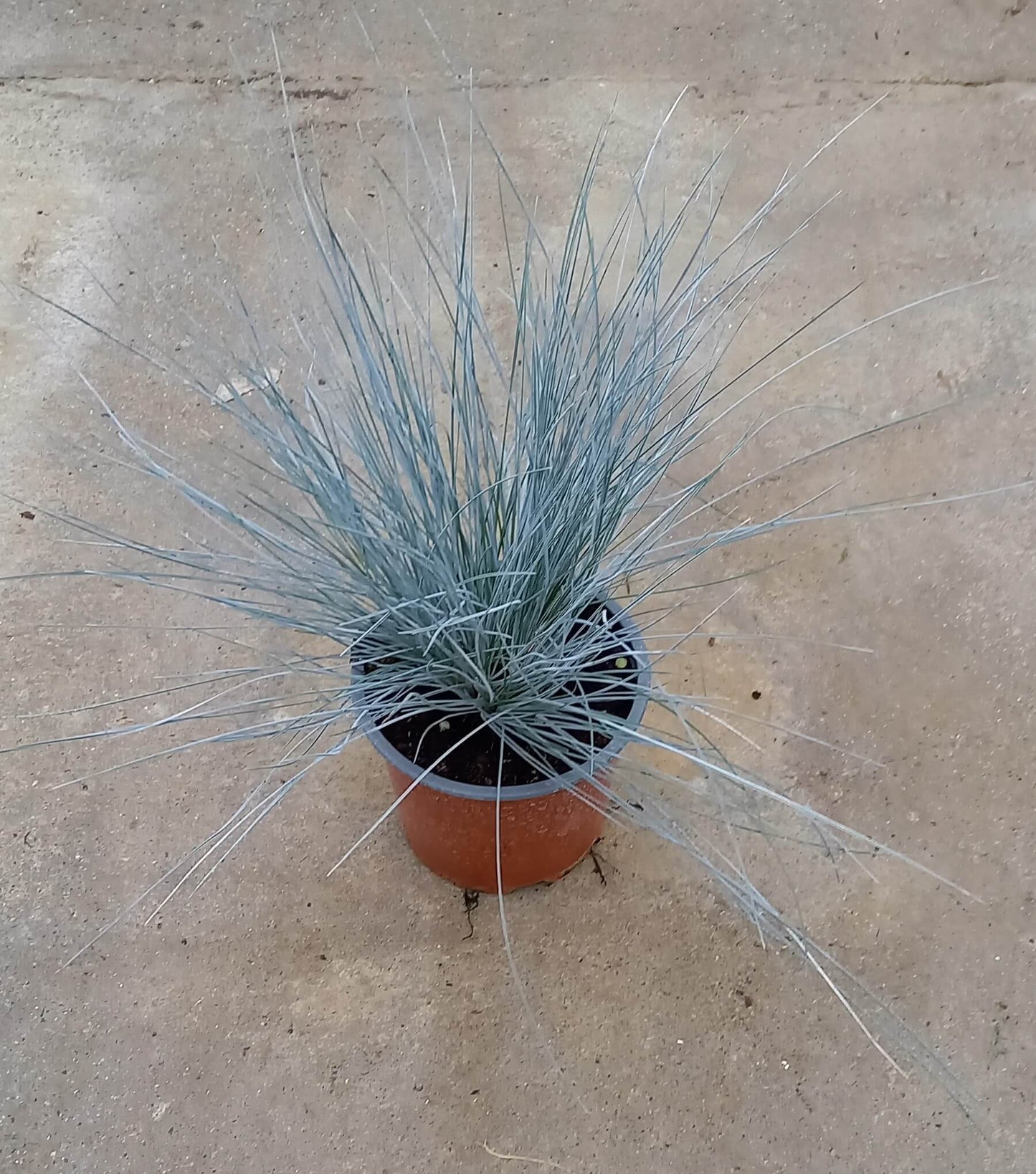Blauschwingel (Festuca glauca) 'Easy Blue' T12 - winterhart