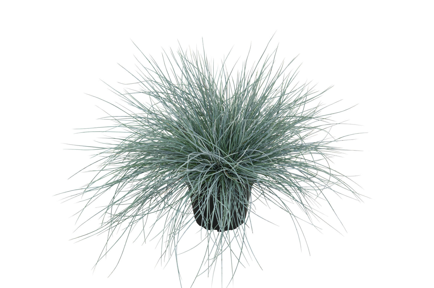 Blauschwingel (Festuca glauca) 'Eisvogel' T11/12 - winterhart