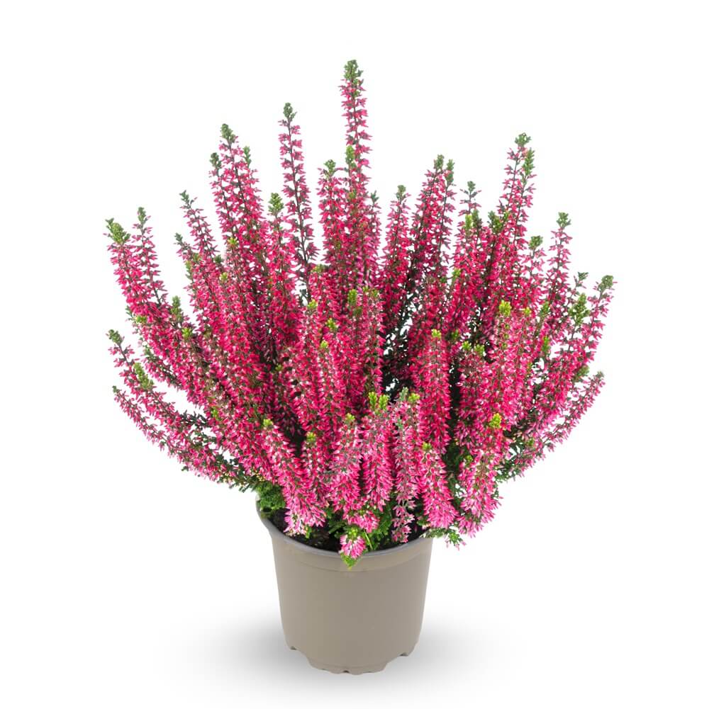 Knospenheide (Calluna vulgaris) Gardengirls® Amina