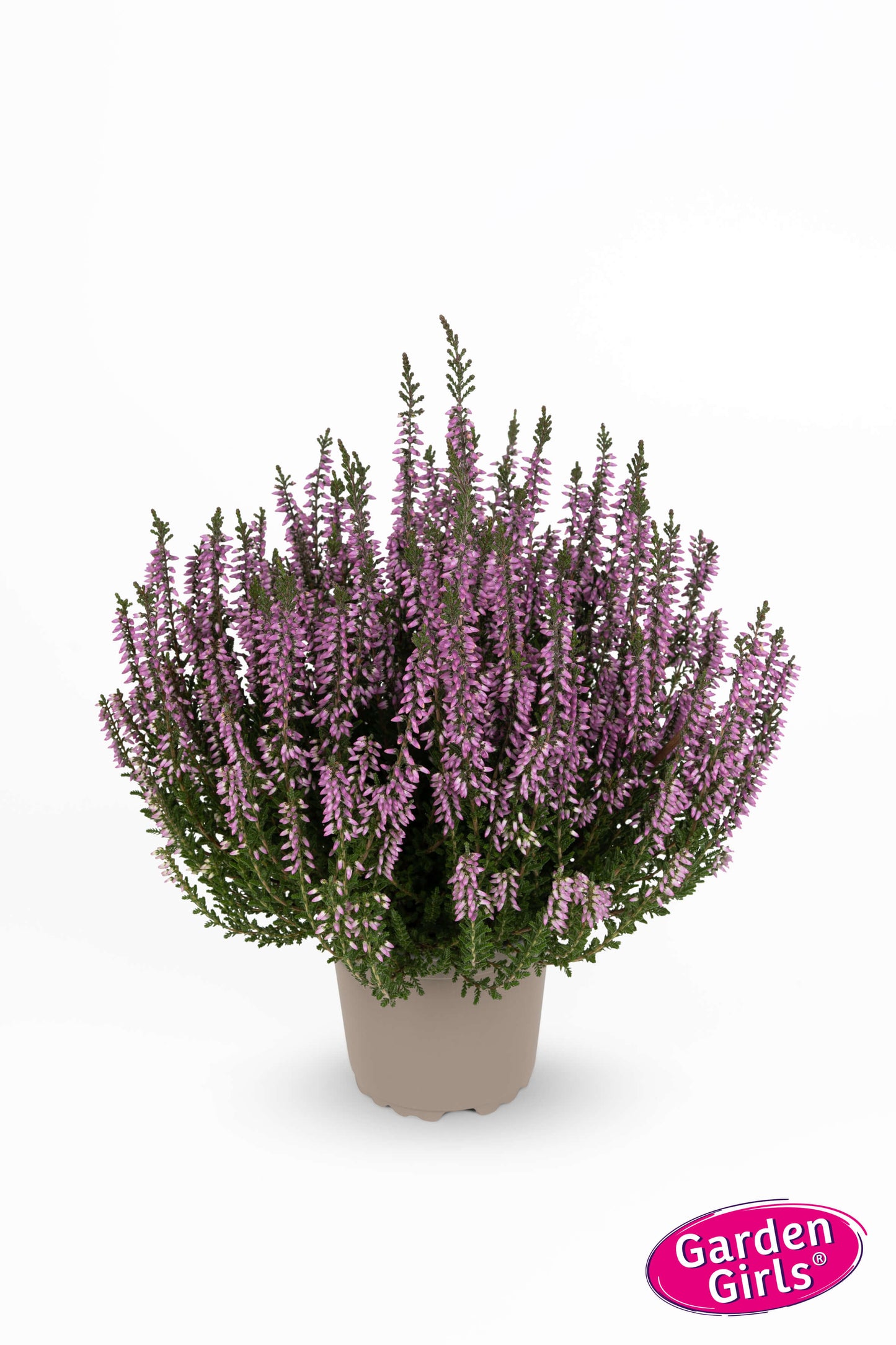 Knospenheide (Calluna vulgaris) Gardengirls® violett