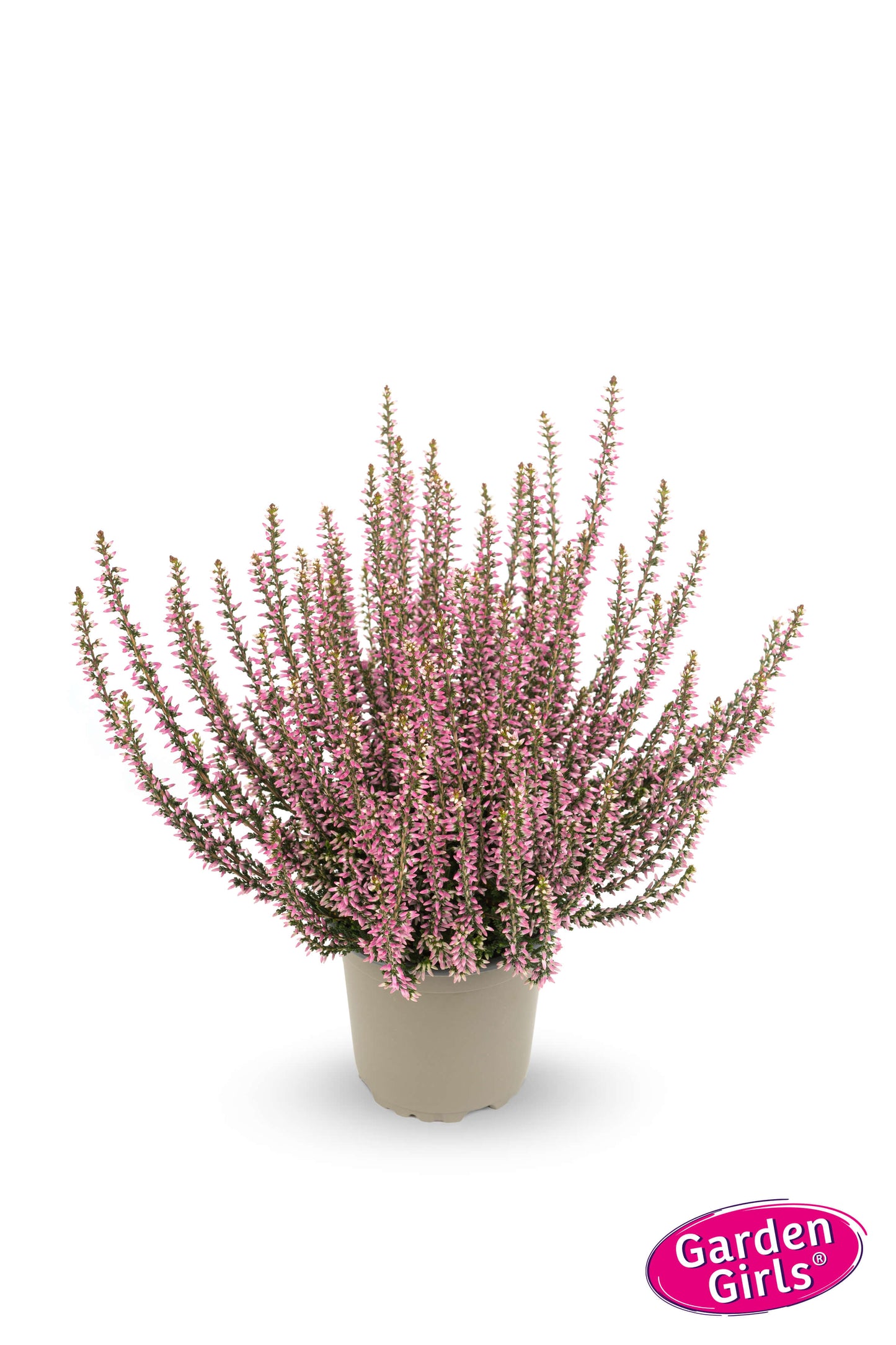 Knospenheide (Calluna vulgaris) Gardengirls® pink