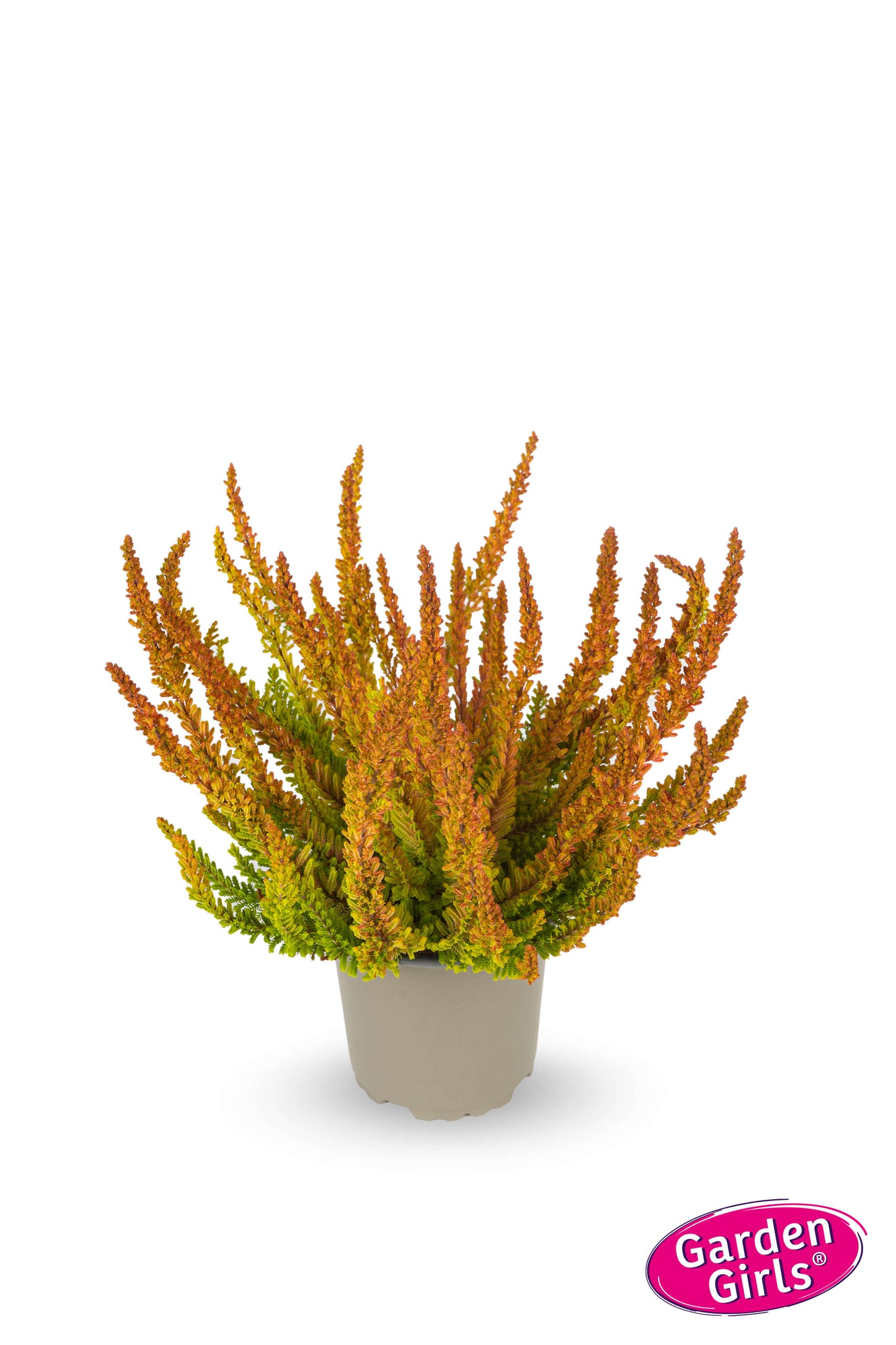 Knospenheide (Calluna vulgaris) Sunset Girls Zoe