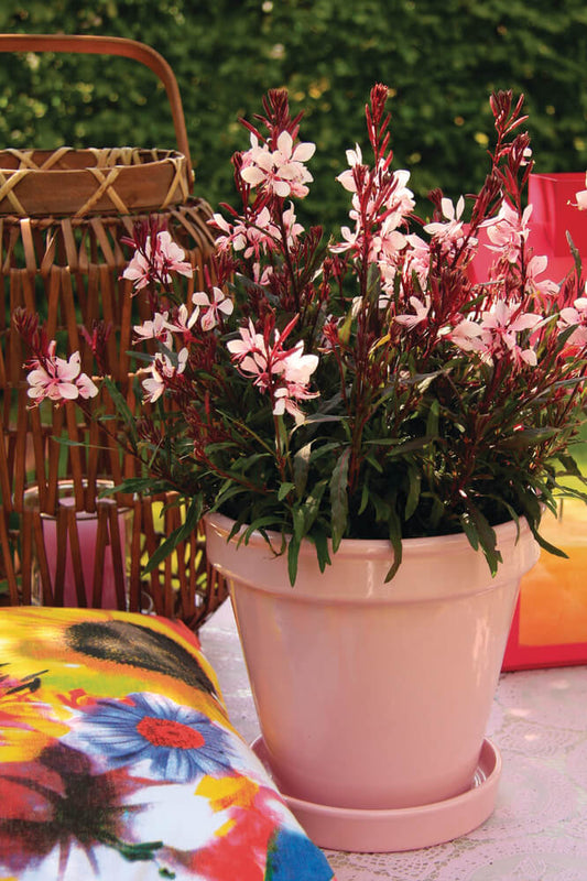 Prachtkerze (Gaura lindheimeri) 'Gaudi® Compact' in verschiedenen Farben