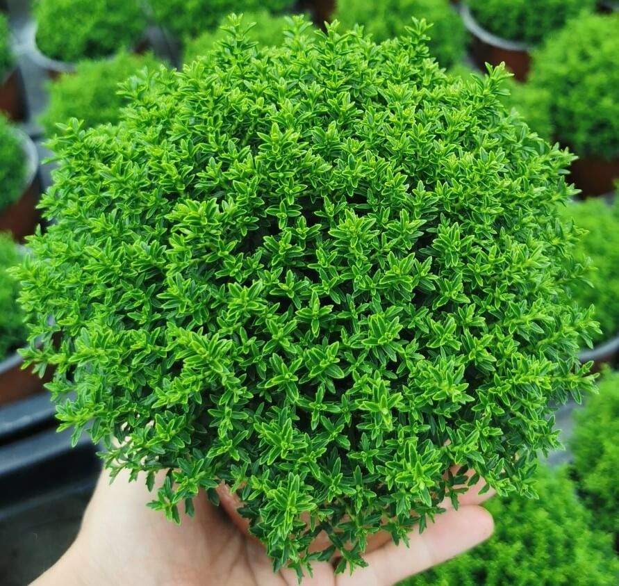 Strauchveronika (Hebe) 'Green Globe' T12 - winterhart