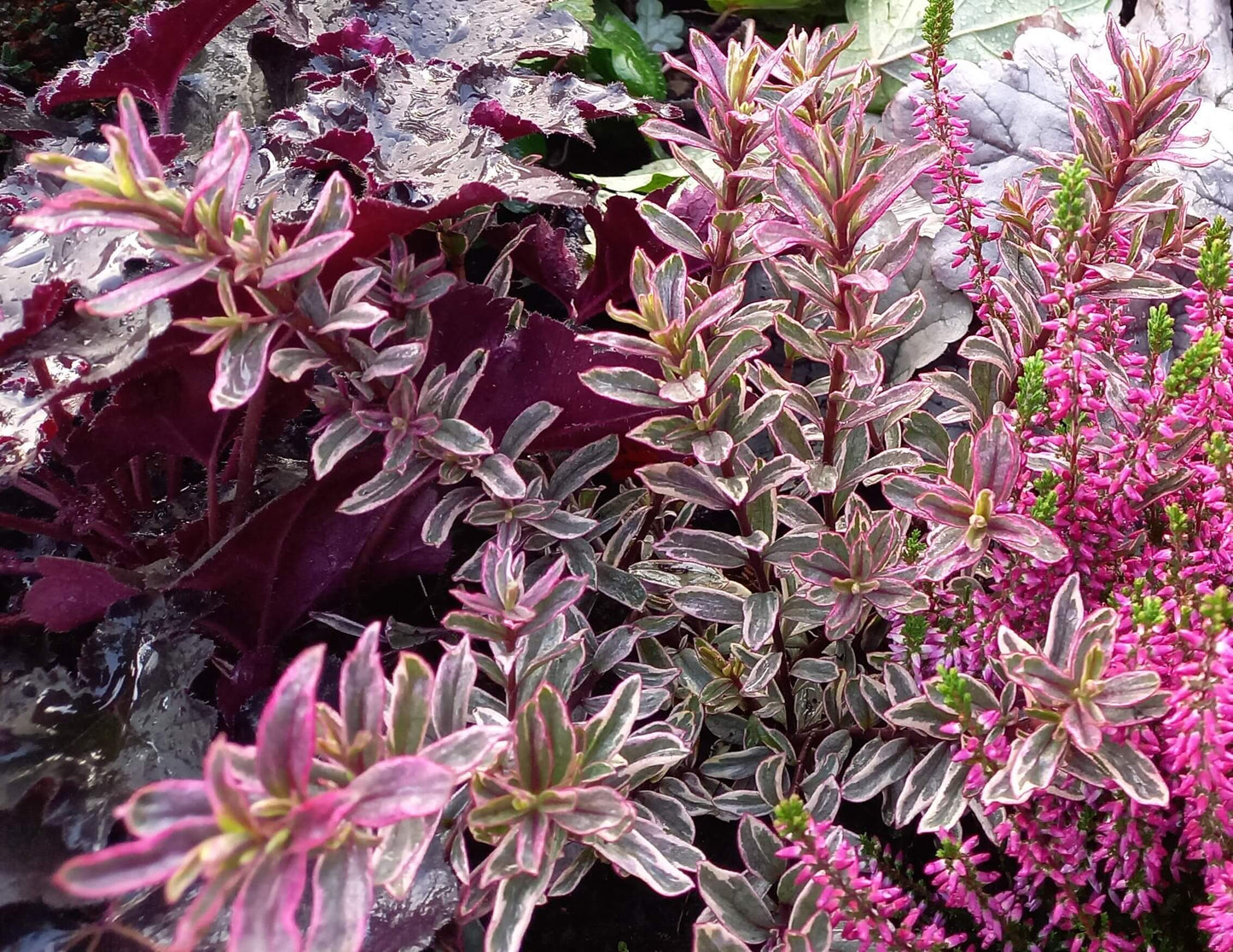 Strauchveronika (Hebe) 'Magicolor®' in verschiedenen Farben - winterhart