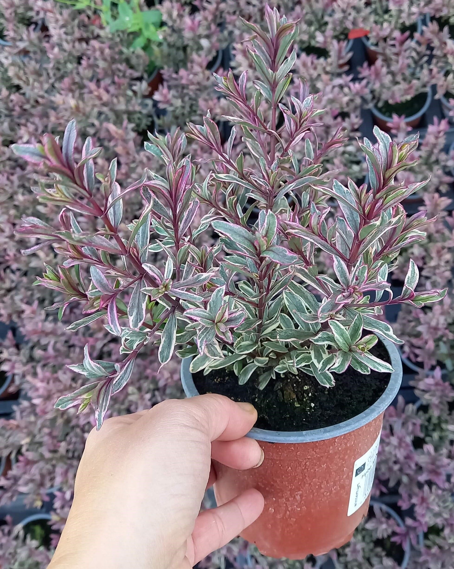 Strauchveronika (Hebe) 'Magicolor®' in verschiedenen Farben - winterhart