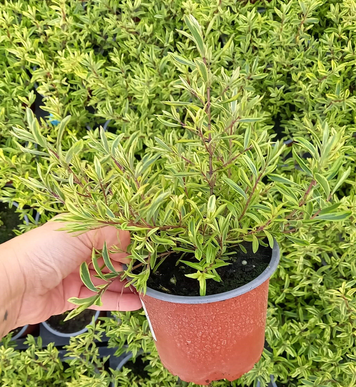 Strauchveronika (Hebe) 'Magicolor®' in verschiedenen Farben - winterhart
