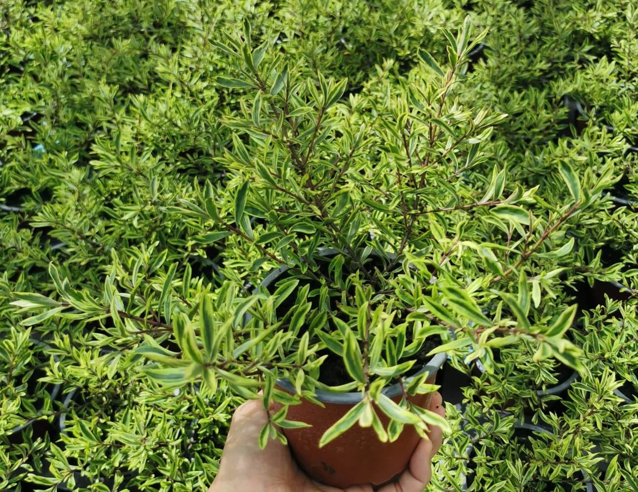 Strauchveronika (Hebe) 'Magicolor®' in verschiedenen Farben - winterhart