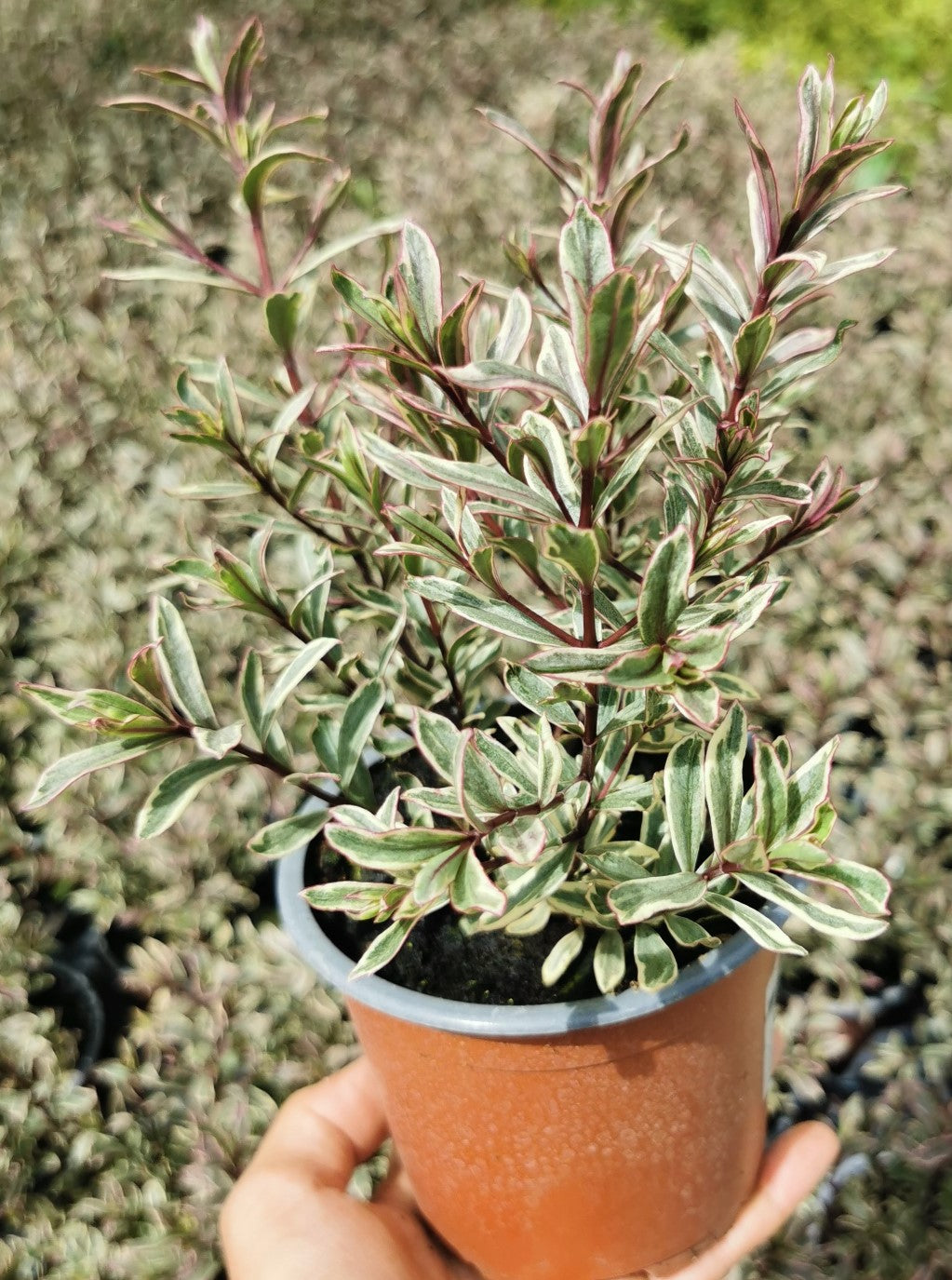Strauchveronika (Hebe) 'Magicolor®' in verschiedenen Farben - winterhart