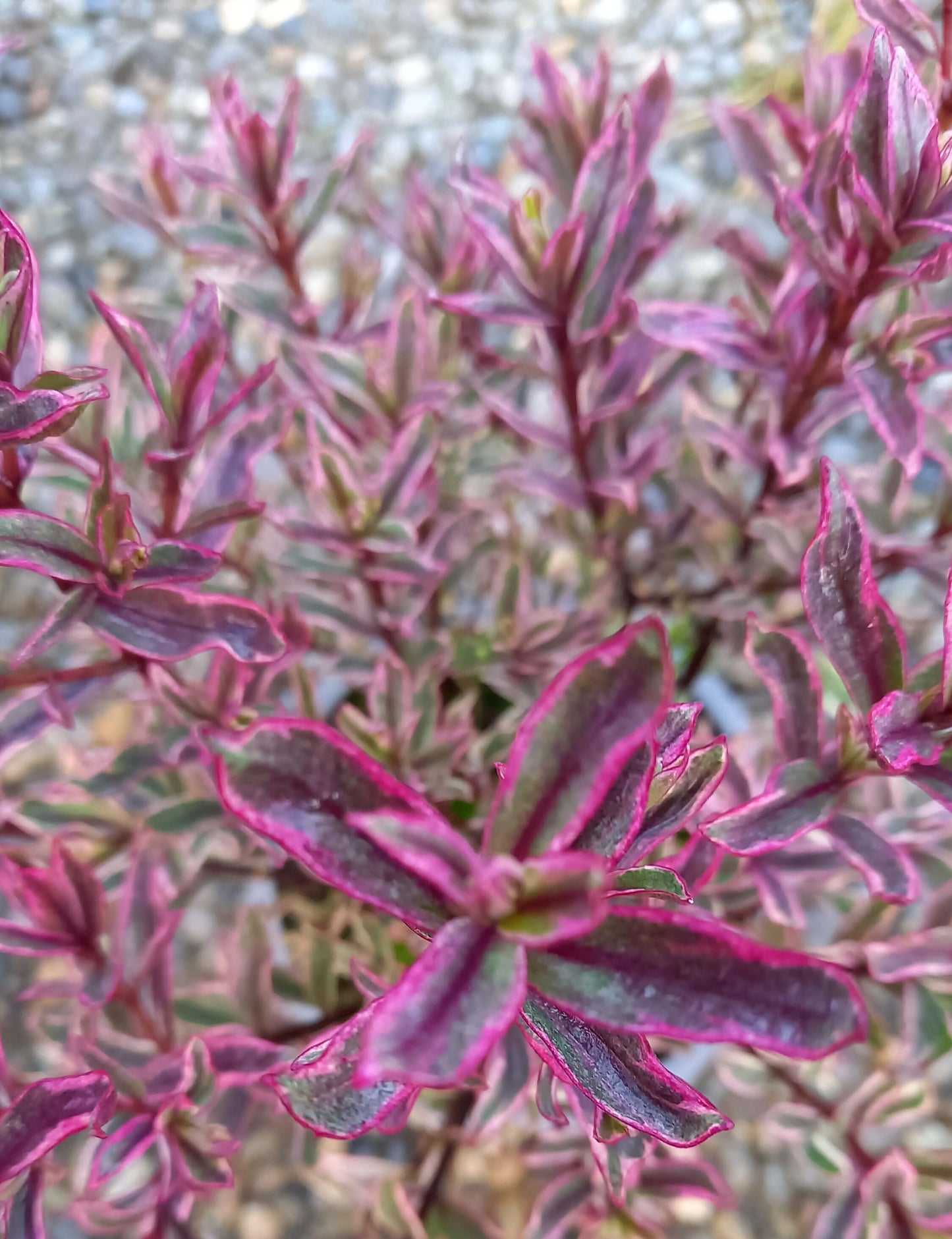 Strauchveronika (Hebe) 'Magicolor®' in verschiedenen Farben - winterhart