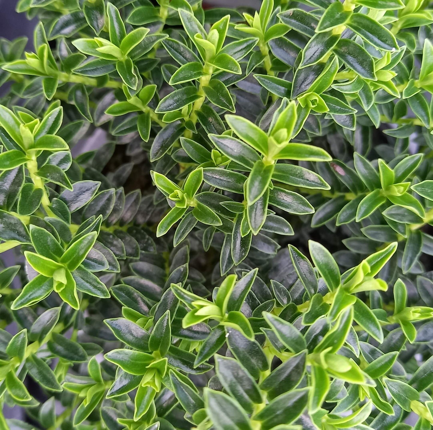 Strauchveronika (Hebe) 'New Zealand Gold' T12 - winterhart