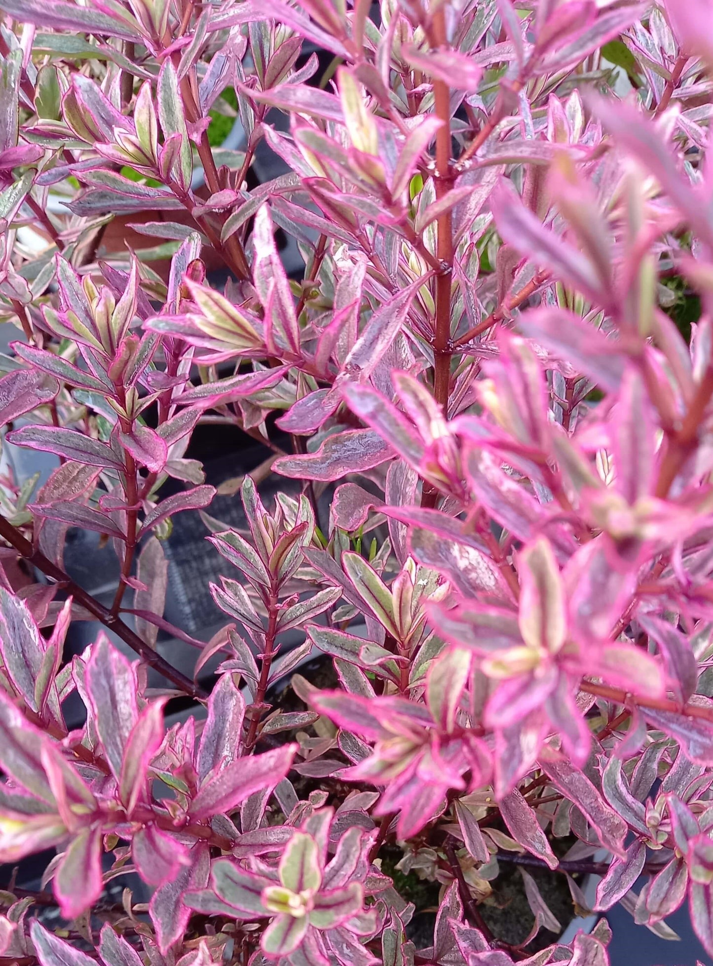 Strauchveronika (Hebe) 'Magicolor®' in verschiedenen Farben - winterhart