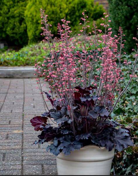 Purpurglöckchen (Heuchera) 'Elite' in verschiedenen Sorten - winterhart