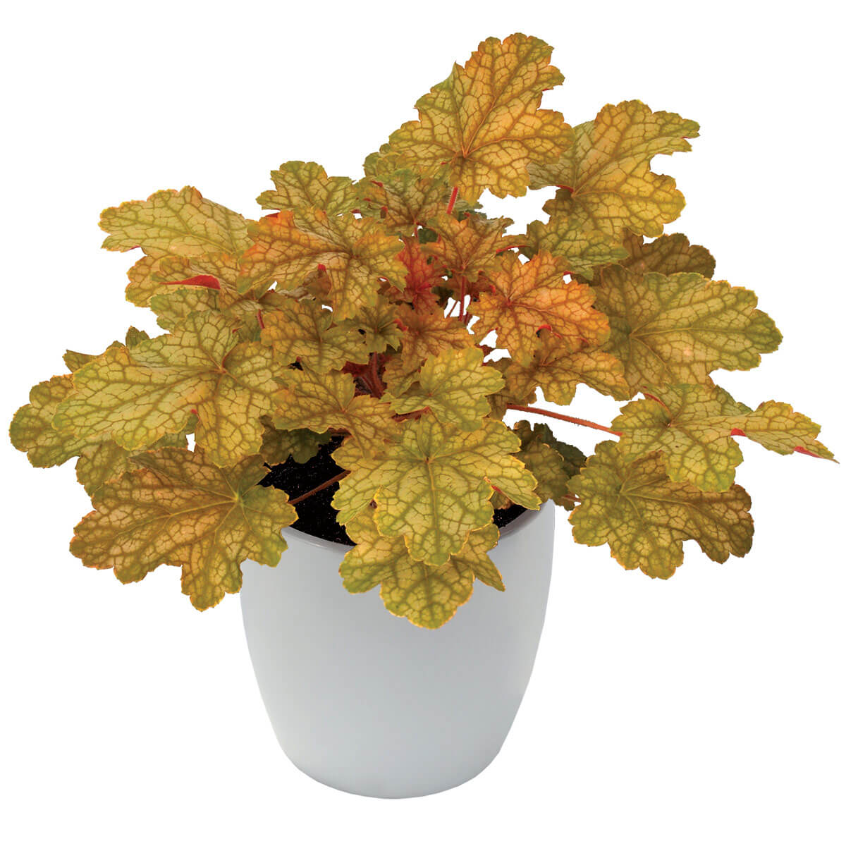 Purpurglöckchen (Heuchera) 'Elite' in verschiedenen Sorten - winterhart