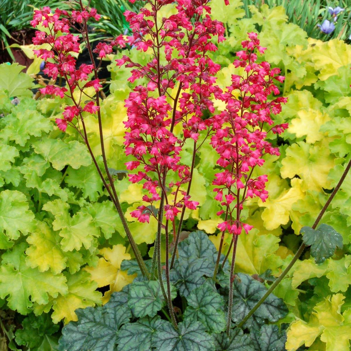 Purpurglöckchen (Heuchera) 'Elite' in verschiedenen Sorten - winterhart