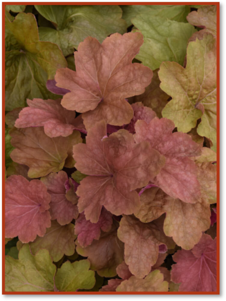 Purpurglöckchen (Heuchera) 'Elite' in verschiedenen Sorten - winterhart