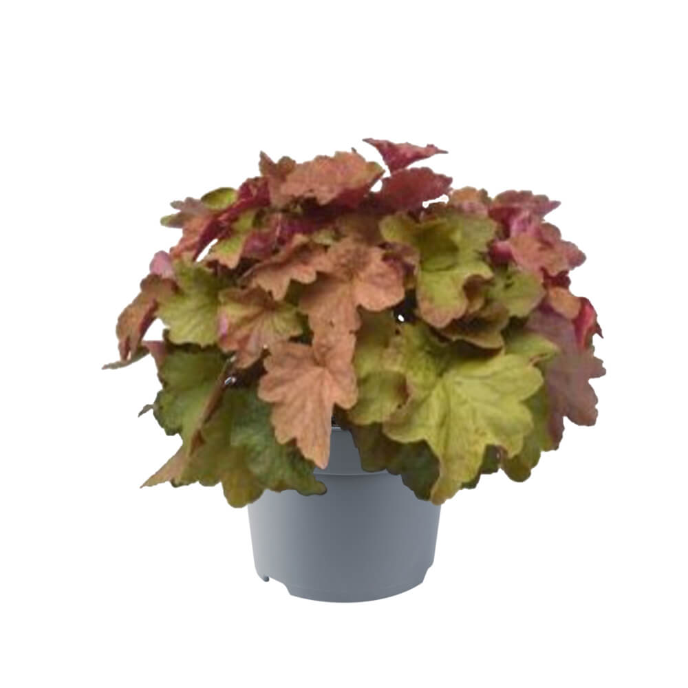 Purpurglöckchen (Heuchera) 'Elite' in verschiedenen Sorten - winterhart
