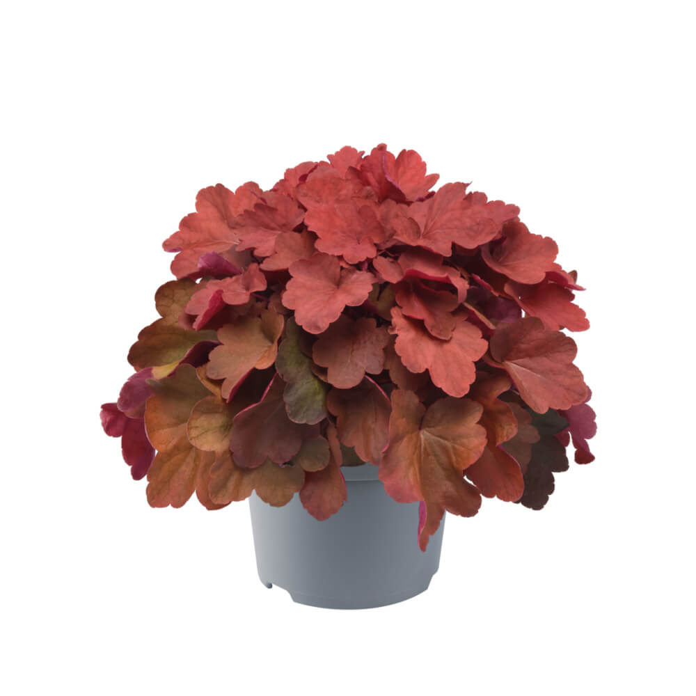 Purpurglöckchen (Heuchera) 'Carnival' in verschiedenen Farben - winterhart