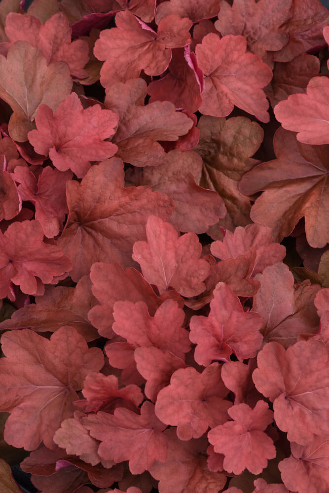 Purpurglöckchen (Heuchera) 'Carnival' in verschiedenen Farben - winterhart