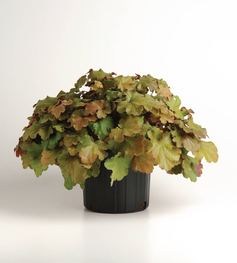 Purpurglöckchen (Heuchera) 'Carnival' in verschiedenen Farben - winterhart