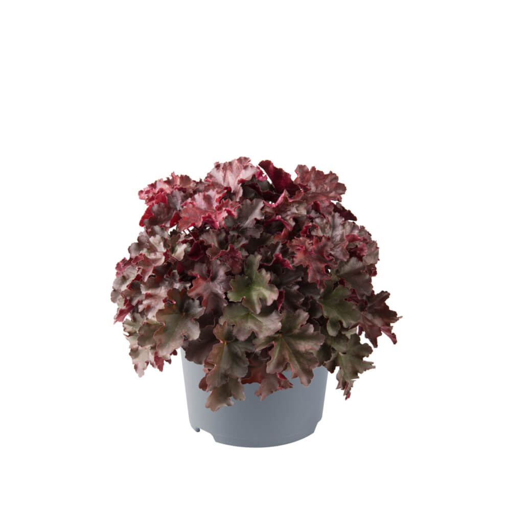 Purpurglöckchen (Heuchera) 'Carnival' in verschiedenen Farben - winterhart