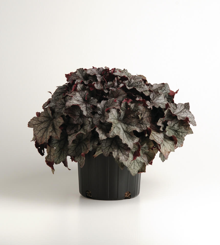 Purpurglöckchen (Heuchera) 'Carnival' in verschiedenen Farben - winterhart