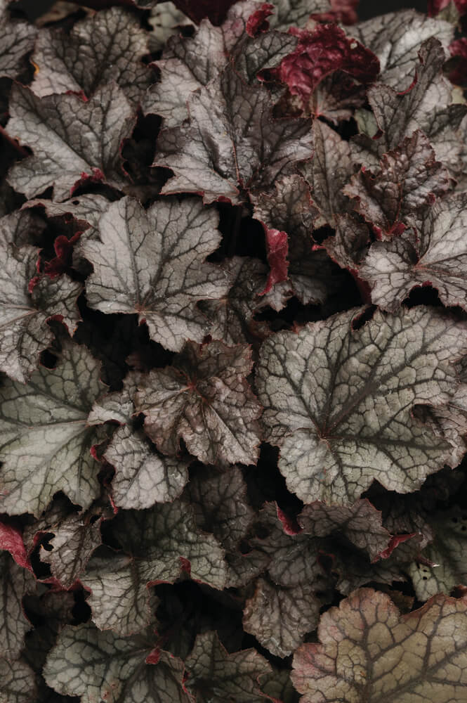 Purpurglöckchen (Heuchera) 'Carnival' in verschiedenen Farben - winterhart