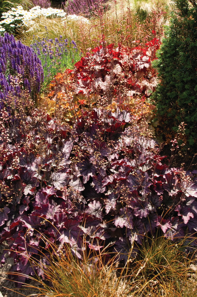 Purpurglöckchen (Heuchera) 'Carnival' in verschiedenen Farben - winterhart