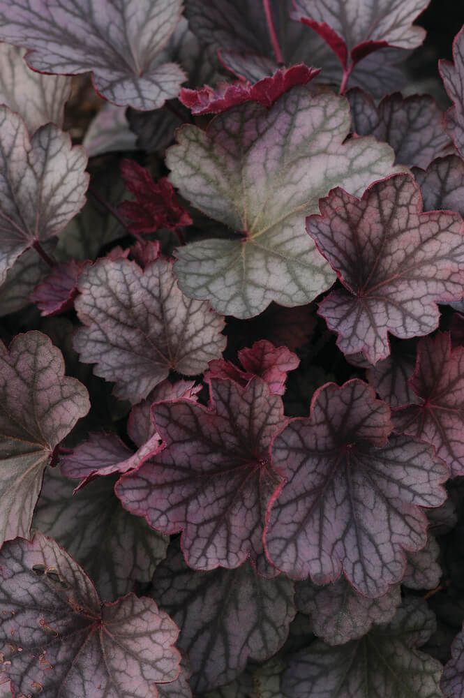 Purpurglöckchen (Heuchera) 'Carnival' in verschiedenen Farben - winterhart