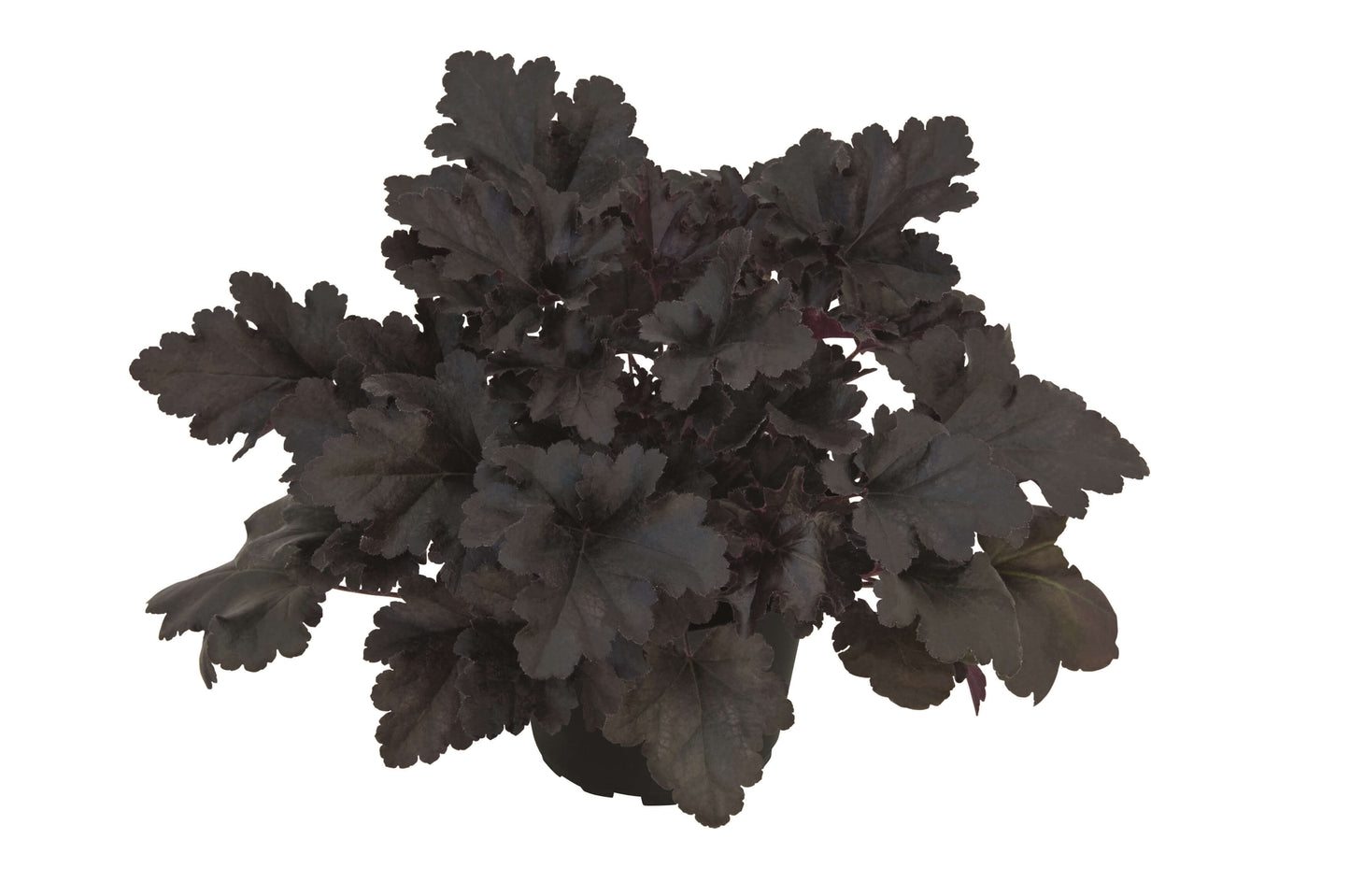 Purpurglöckchen (Heuchera) 'Elite' in verschiedenen Sorten - winterhart