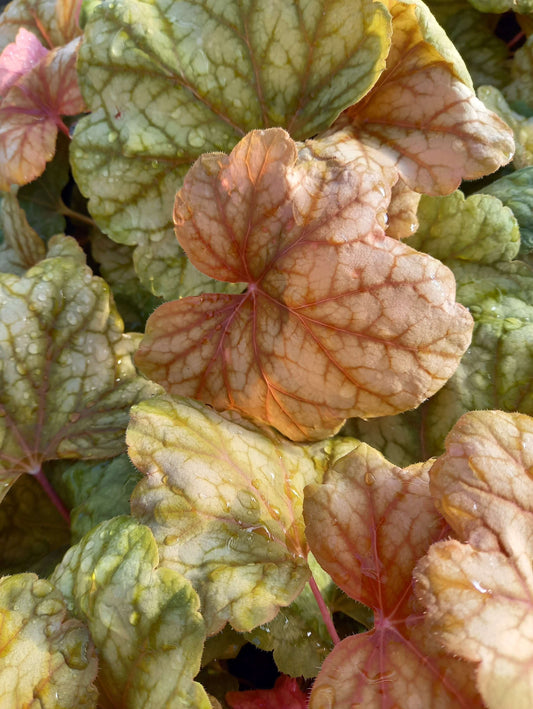 Purpurglöckchen (Heuchera) Elite im Spar-Set | 4 Stück T12 - winterhart