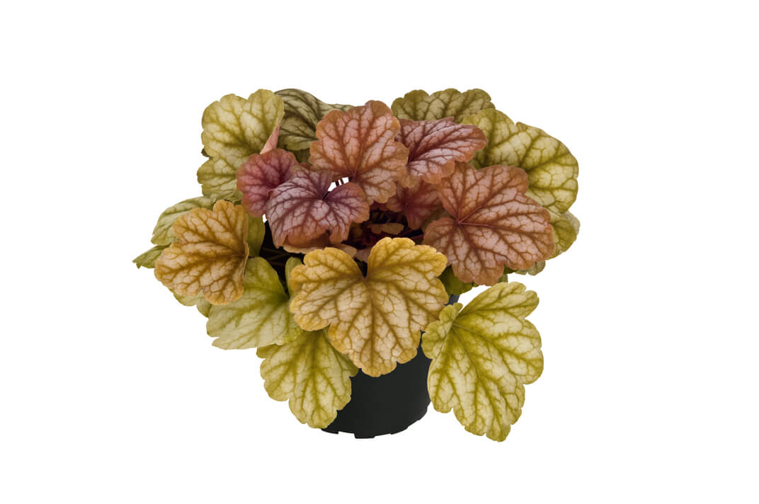Purpurglöckchen (Heuchera) 'Elite' in verschiedenen Sorten - winterhart