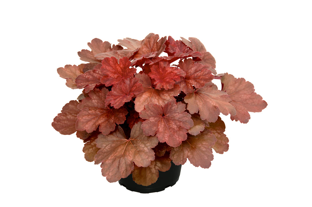 Purpurglöckchen (Heuchera) 'Elite' in verschiedenen Sorten - winterhart