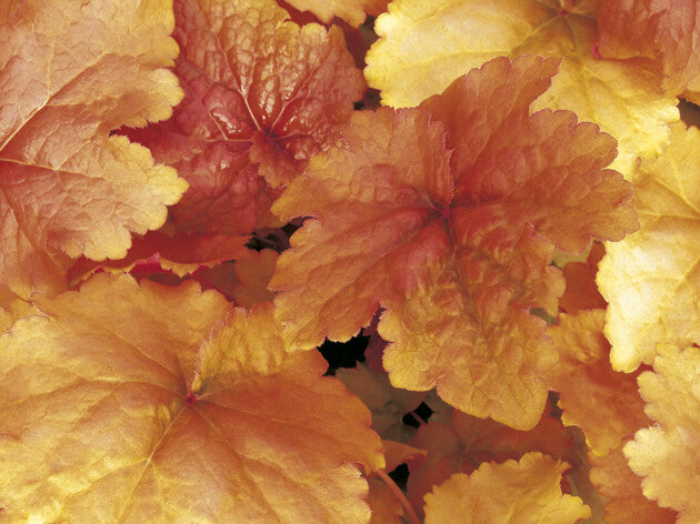 Purpurglöckchen (Heuchera) 'Elite' in verschiedenen Sorten - winterhart