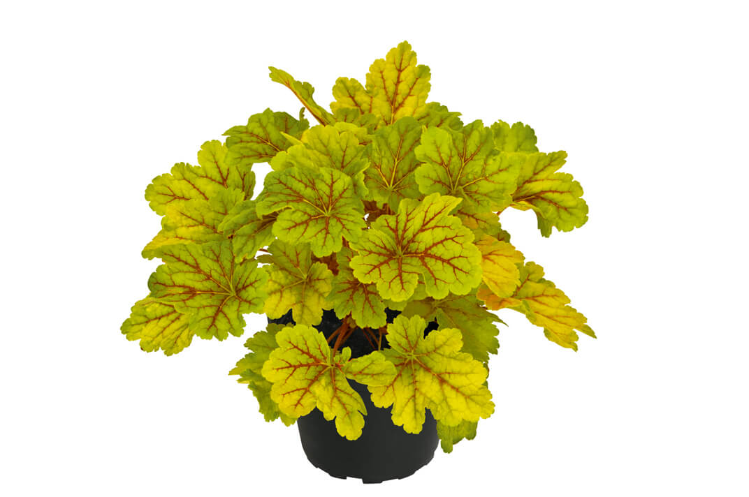 Purpurglöckchen (Heuchera) 'Elite' in verschiedenen Sorten - winterhart
