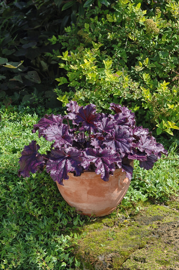 Purpurglöckchen (Heuchera) 'Elite' in verschiedenen Sorten - winterhart