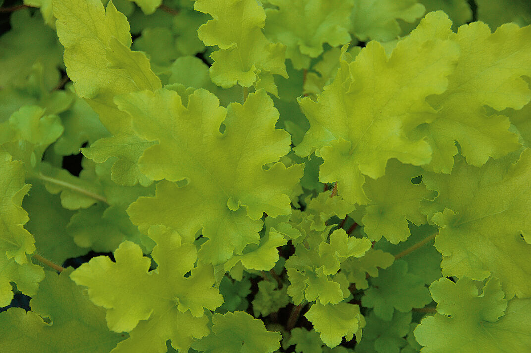 Purpurglöckchen (Heuchera) 'Elite' in verschiedenen Sorten - winterhart
