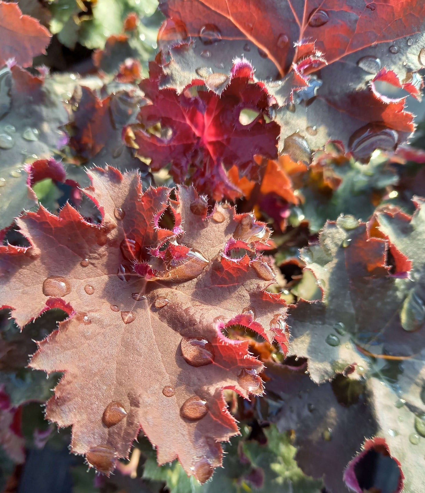 Purpurglöckchen (Heuchera) 'Elite' in verschiedenen Sorten - winterhart