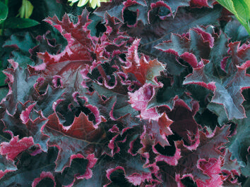 Purpurglöckchen (Heuchera) 'Elite' in verschiedenen Sorten - winterhart