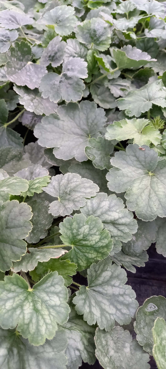 Hohes Purpurglöckchen (Heuchera americana) in verschiedenen Sorten - winterhart