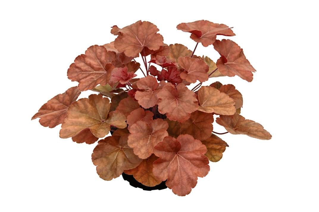 Purpurglöckchen (Heuchera) 'Elite' in verschiedenen Sorten - winterhart