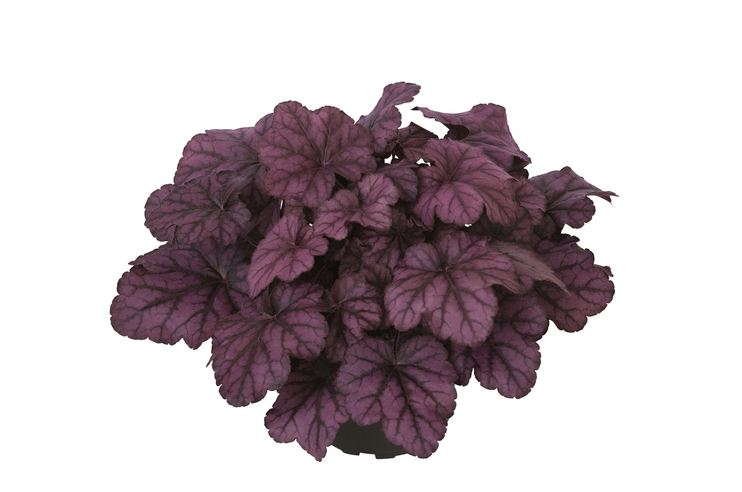 Purpurglöckchen (Heuchera) 'Elite' in verschiedenen Sorten - winterhart