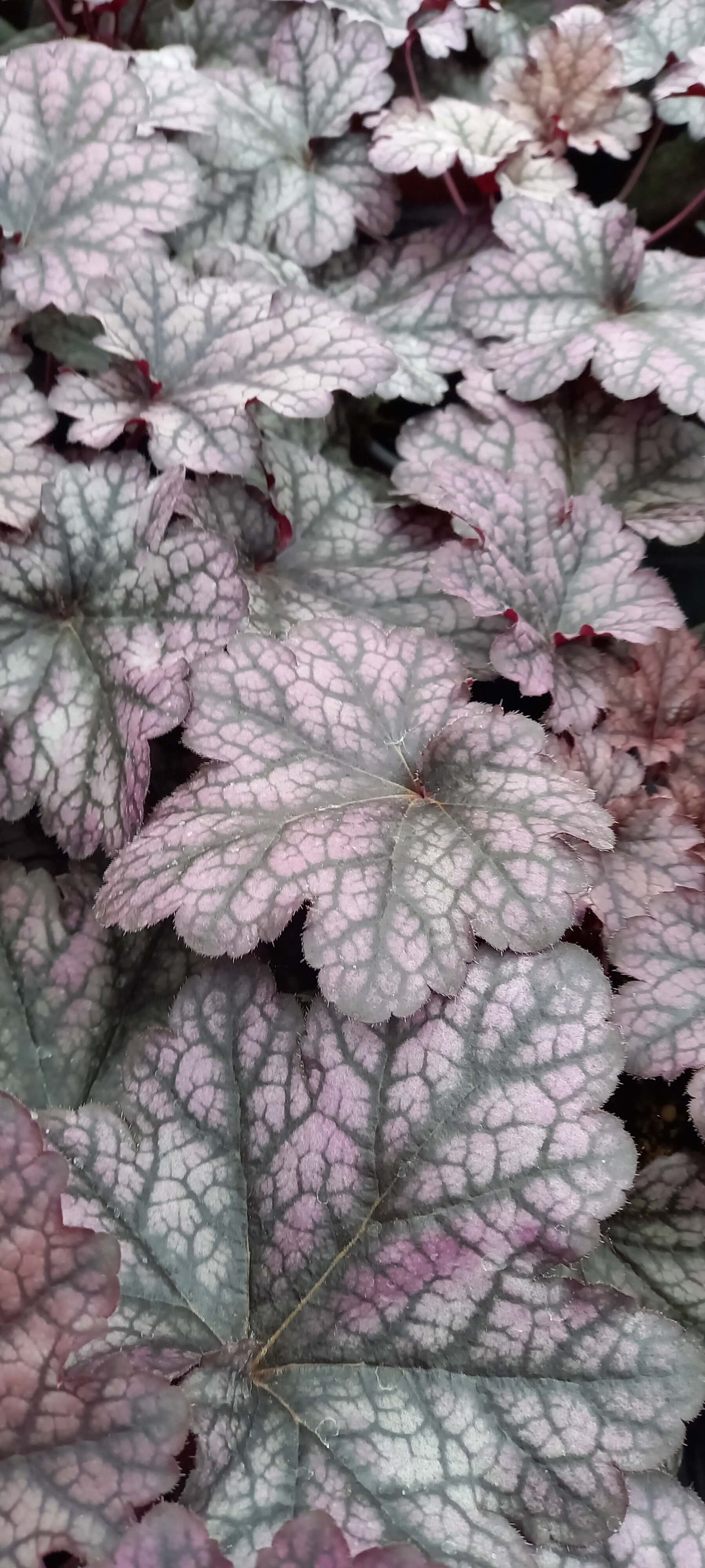 Purpurglöckchen (Heuchera) 'Carnival' in verschiedenen Farben - winterhart
